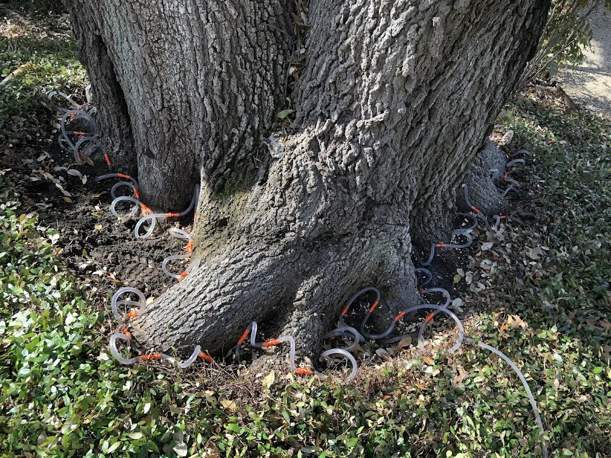 Detailed Tree Cabling and Bracing job site in Chilton